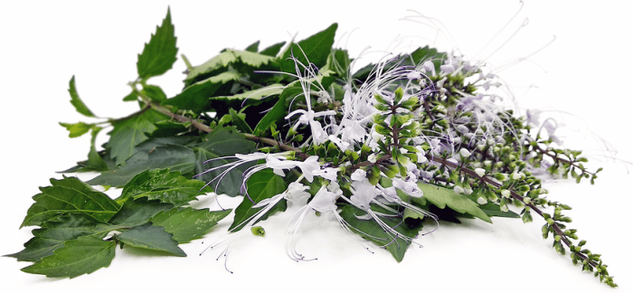 The Cat S Whisker Flower or Orthosiphon Aristatus is White with ... The Cat S Whisker Flower or Orthosiphon Aristatus is White with ...