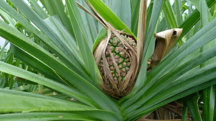 All About Asia's Amazing Pandan Leaves | TouristSecrets All About Asia's Amazing Pandan Leaves | TouristSecrets