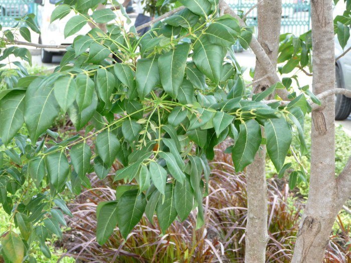 Leaves of mahogany tree | rmtw | Flickr Efek samping daun jati belanda