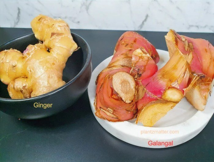 Galangal Vs Ginger | Getting to Know Galangal Lengkuas dan laos