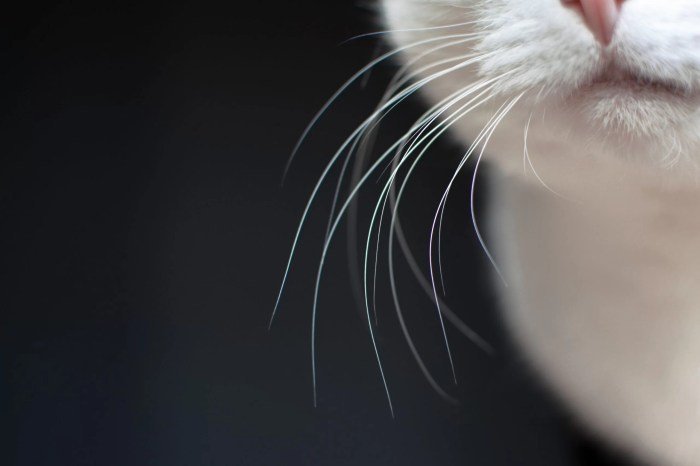 A Cat's Whiskers: How Do they Work? | NASC LIVE A Cat's Whiskers: How Do they Work? | NASC LIVE