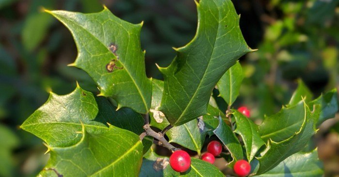 Holly Leaf Manfaat daun jati belanda