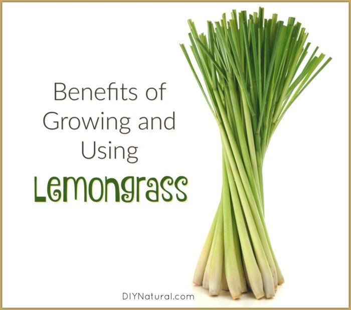 Benefits And 30 Ways To Use Lemongrass Essential Oil Benefits And 30 Ways To Use Lemongrass Essential Oil