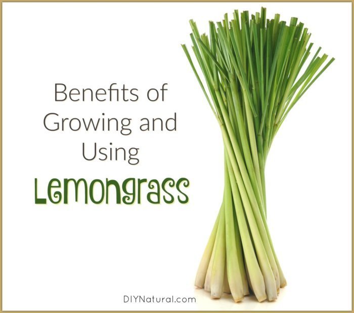 Lemongrassinfographic Manfaat minum air serai setiap hari