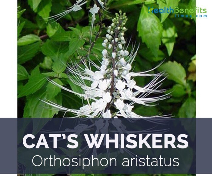 Cat's Whiskers facts and health benefits - Health Benefits Manfaat daun kumis kucing untuk kesehatan
