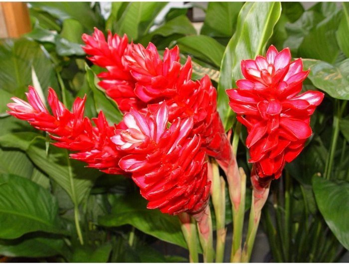 Health benefits of Red Ginger - Health Benefits Manfaat jahe merah