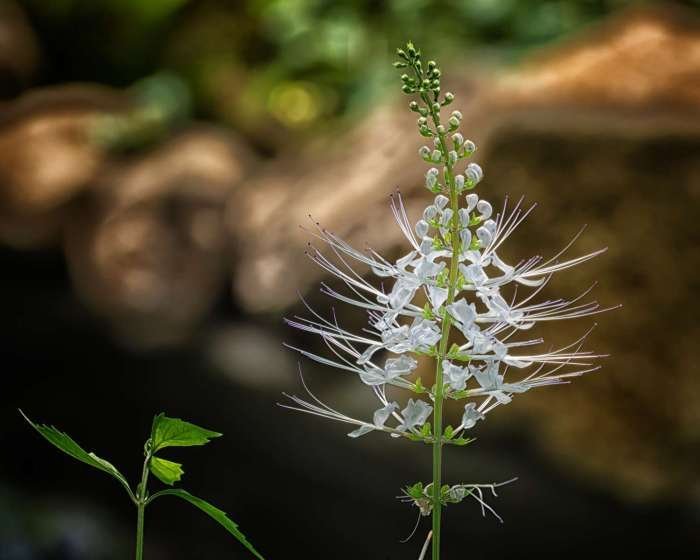 How to Grow and Care for Cat Whiskers Plant (Orthosiphon aristatus) How to Grow and Care for Cat Whiskers Plant (Orthosiphon aristatus)