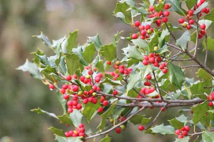 Holly Leaf High Resolution Stock Photography and Images - Alamy Holly Leaf High Resolution Stock Photography and Images - Alamy