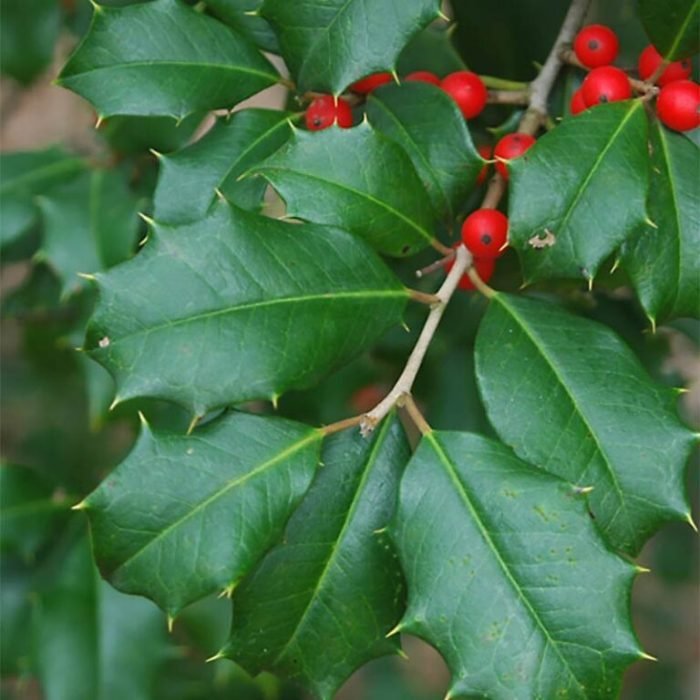 Holly Leaf Holly Leaf