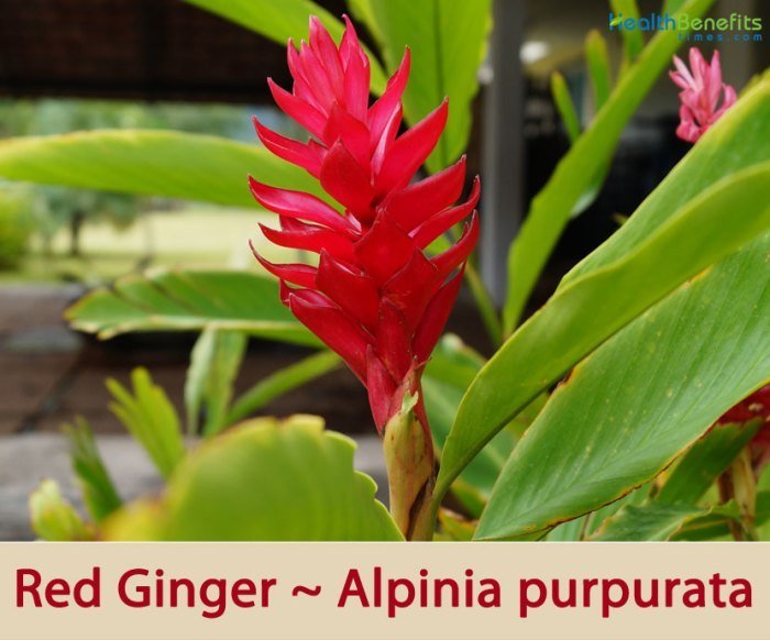 Health benefits of Red Ginger - Health Benefits Health benefits of Red Ginger - Health Benefits