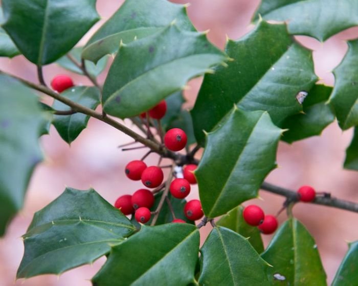 A Garden of Antietam: Medicinal Plants at Christmas Manfaat daun jati belanda