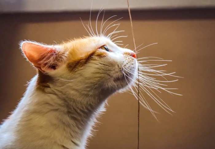 Cat Whisker Aturan minum rebusan daun kumis kucing