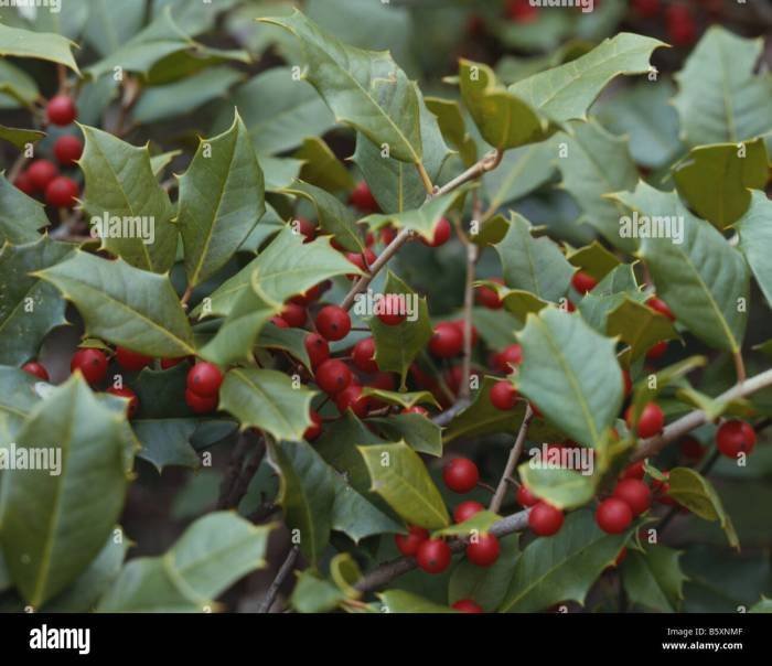 How to Grow an American Holly Tree - Gardening Channel How to Grow an American Holly Tree - Gardening Channel