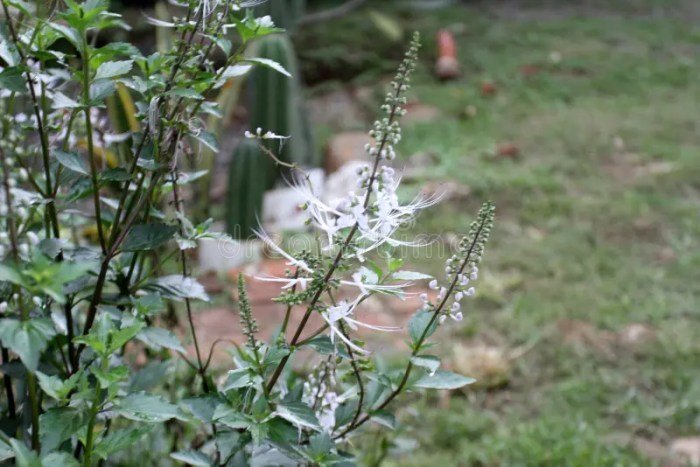 Manfaat daun kumis kucing untuk kesehatan
