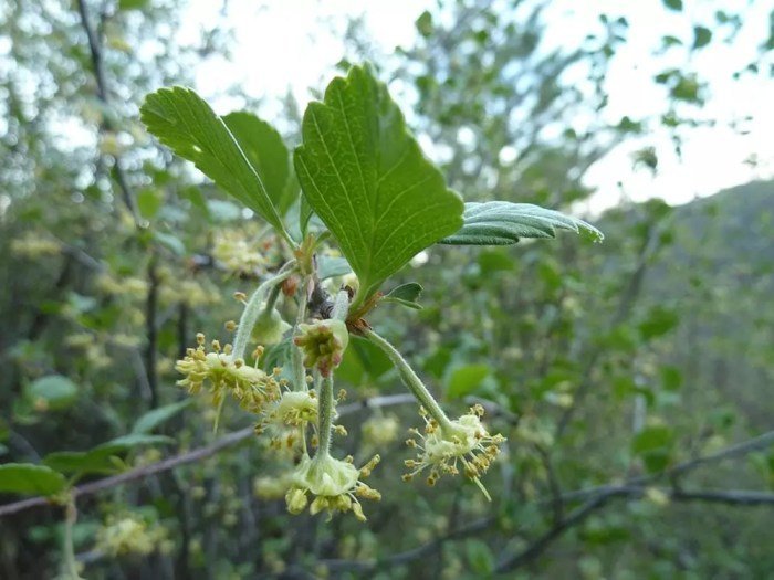 Mahogany Leaves Swietenia Mahagoni Widely Used Stock Photo 2136285087 ... Mahogany Leaves Swietenia Mahagoni Widely Used Stock Photo 2136285087 ...