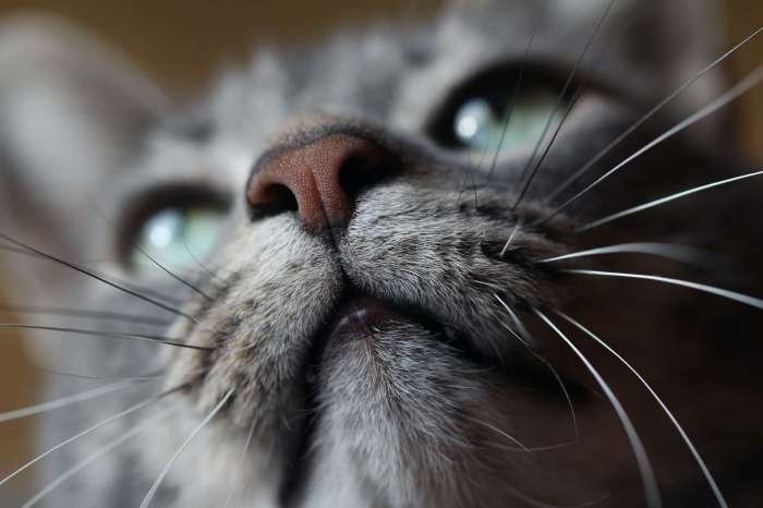 Why Is My Cat Losing His Whiskers? - Canidae Why Is My Cat Losing His Whiskers? - Canidae