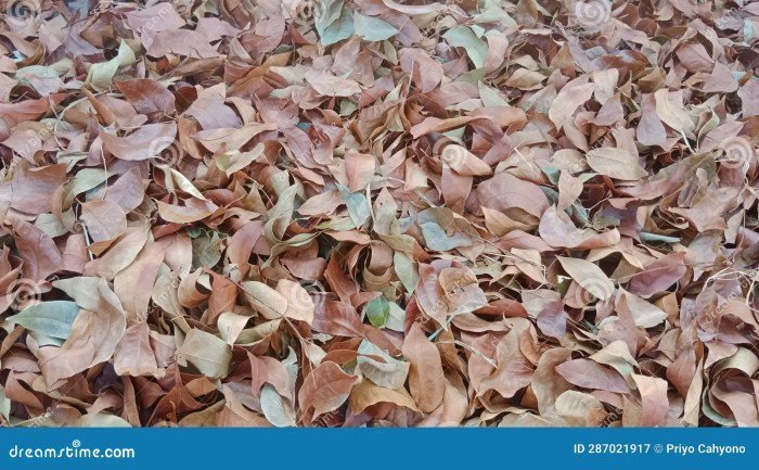 Dry Mahogany Leaves Scattered on the Top Floor of the Building Stock ... Dry Mahogany Leaves Scattered on the Top Floor of the Building Stock ...