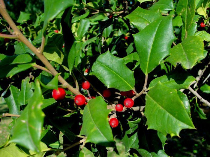 Greenleaf American Holly | Sooner Plant Farm Greenleaf American Holly | Sooner Plant Farm