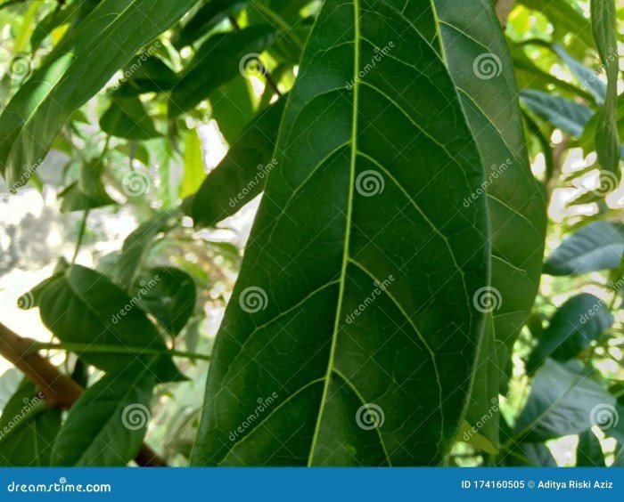 Green Mahogany Leaves in the Nature Background Stock Image - Image of ... Efek samping daun jati belanda