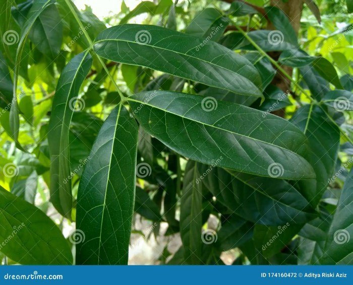 Mahogany Leaves Mahogany Leaves