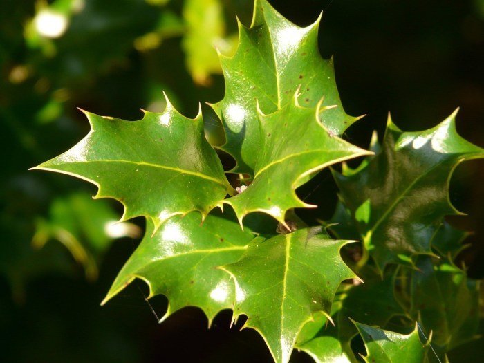 American Holly | Crystal Bridges Museum of American Art American Holly | Crystal Bridges Museum of American Art