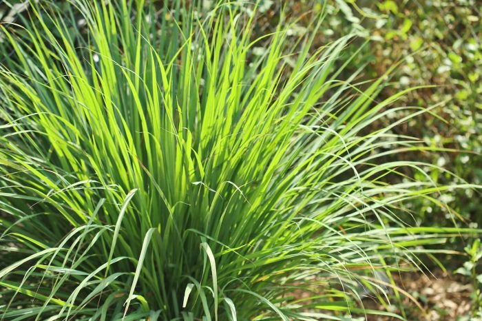 Lemongrass Benefits Lemongrass Benefits