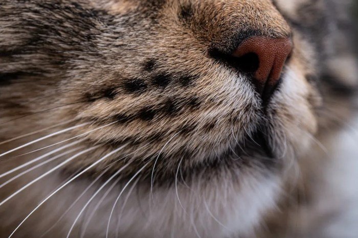 Cat Whiskers: The Facts You Need to Know | Great Pet Care Cat Whiskers: The Facts You Need to Know | Great Pet Care