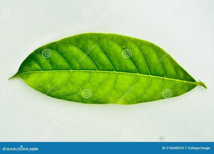 Mahogany Leaves Mahogany Leaves