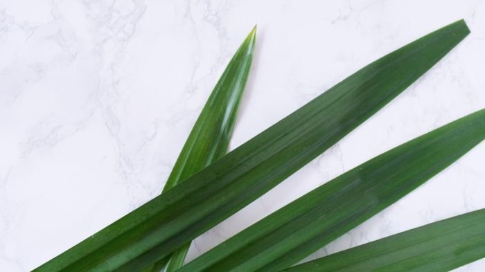 Pandan Leaves: Uses, Health Benefits, And Storage New, 44% OFF Pandan Leaves: Uses, Health Benefits, And Storage New, 44% OFF