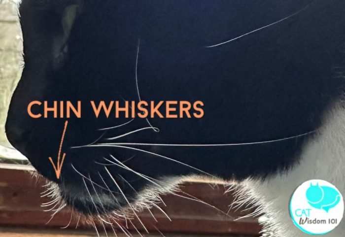 Whisker Secrets of Cats | Cat Wisdom 101 Whisker Secrets of Cats | Cat Wisdom 101