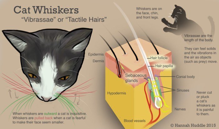 How to Grow and Care for Cat Whiskers Plant (Orthosiphon aristatus) How to Grow and Care for Cat Whiskers Plant (Orthosiphon aristatus)