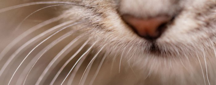 Cat's Whiskers facts and health benefits - Health Benefits Cat's Whiskers facts and health benefits - Health Benefits